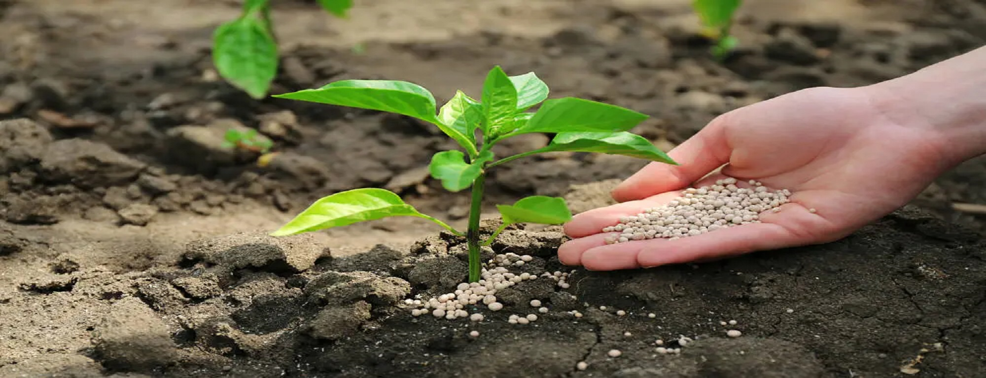La agricultura, el uso de fertilizantes y sus efectos sobre el medio ambiente